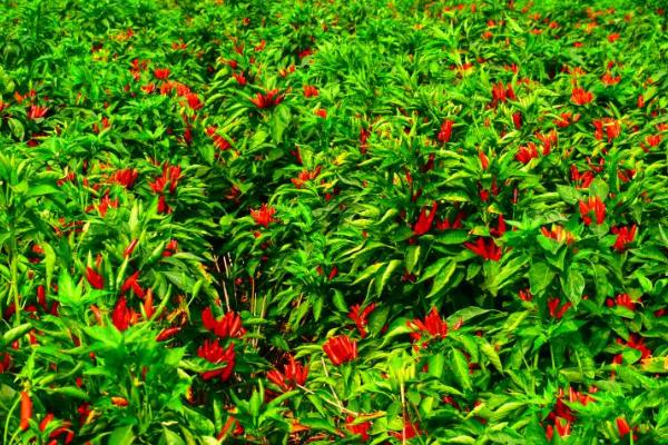 种植辣椒怎么播种，可直接撒播并覆盖营养土