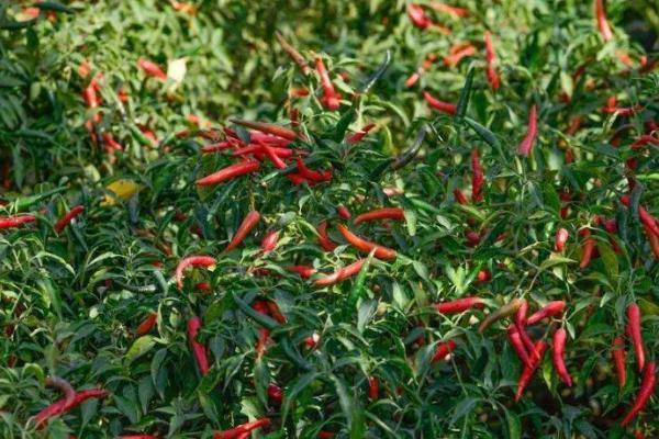 种植辣椒怎么播种，可直接撒播并覆盖营养土