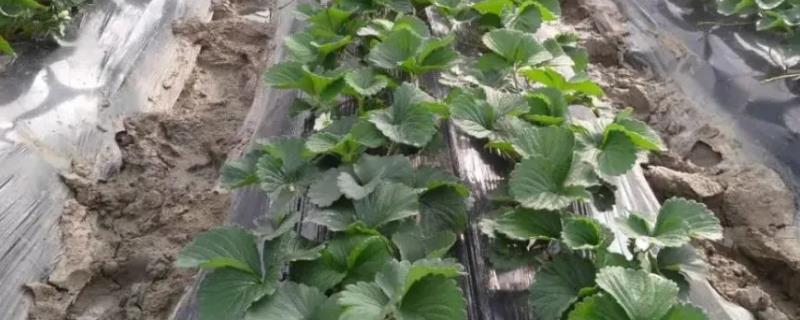 早春怎么对草莓浇水