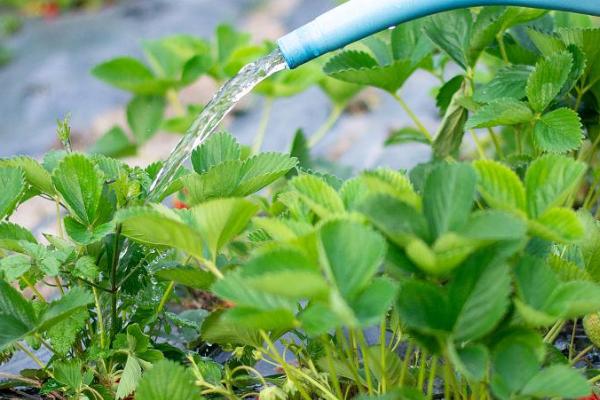 早春怎么对草莓浇水,浇水工作要在晴天下午进行