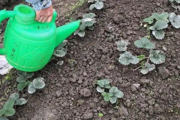 早春怎么对草莓浇水,浇水工作要在晴天下午进行