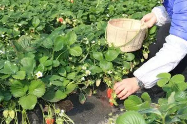 早春怎么对草莓浇水,浇水工作要在晴天下午进行