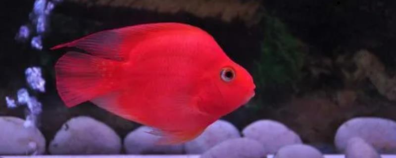 鹦鹉鱼每次换水是否都要加盐