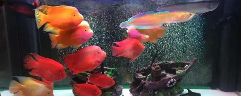 鹦鹉鱼能不能和金鱼混养