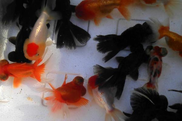 金鱼如何繁殖，通过雌雄交配繁殖