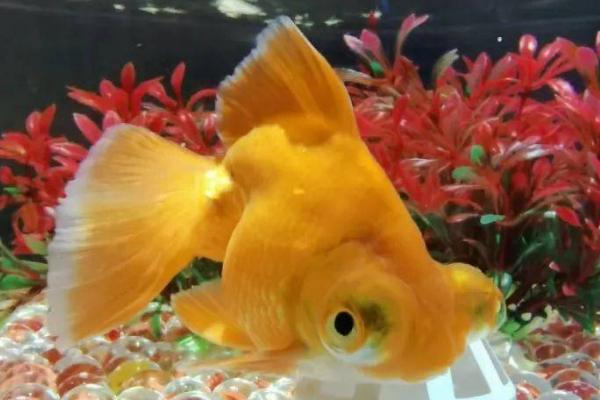 金鱼如何繁殖，通过雌雄交配繁殖