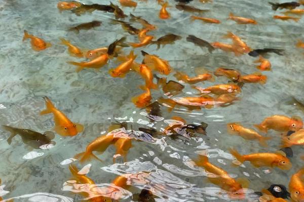 金鱼如何繁殖，通过雌雄交配繁殖