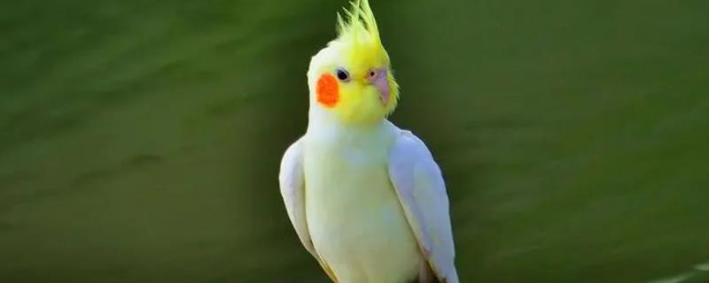 玄凤鹦鹉太粘人怎么办