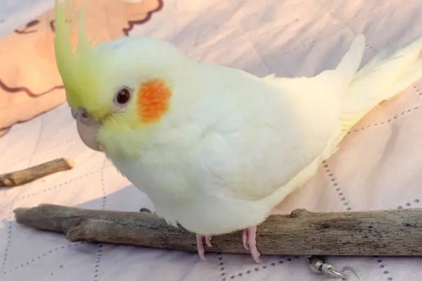 玄凤鹦鹉太粘人怎么办,可给其准备玩具或再养一只