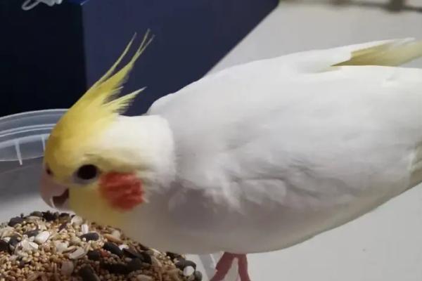 玄凤鹦鹉太粘人怎么办,可给其准备玩具或再养一只