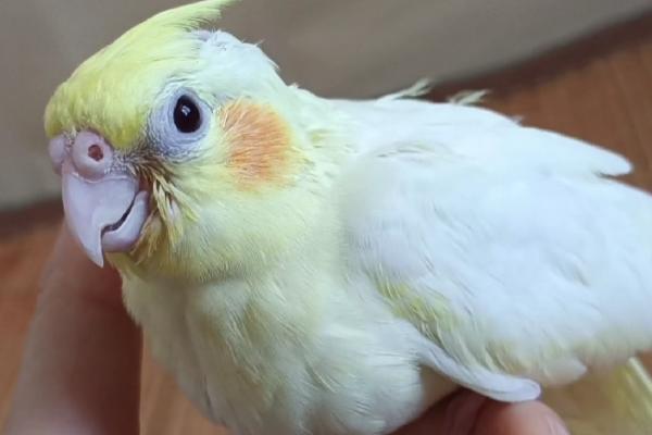 玄凤鹦鹉太粘人怎么办,可给其准备玩具或再养一只