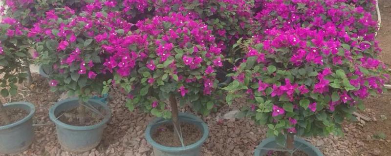 三角梅如何花开不断