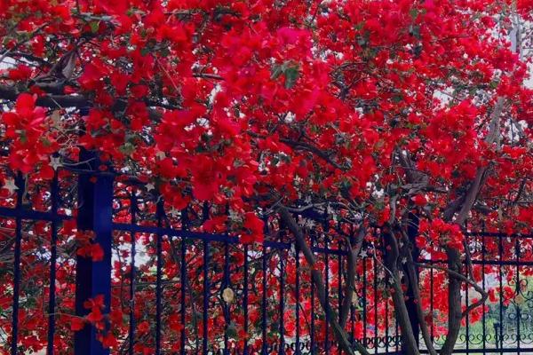 三角梅如何花开不断，控水有利长花