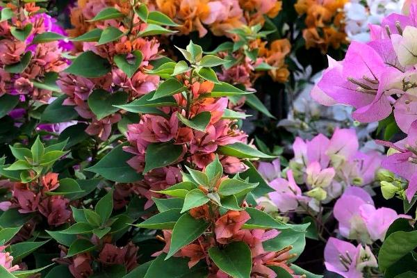 三角梅如何花开不断，控水有利长花