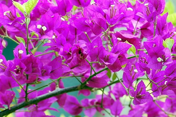 三角梅如何花开不断，控水有利长花