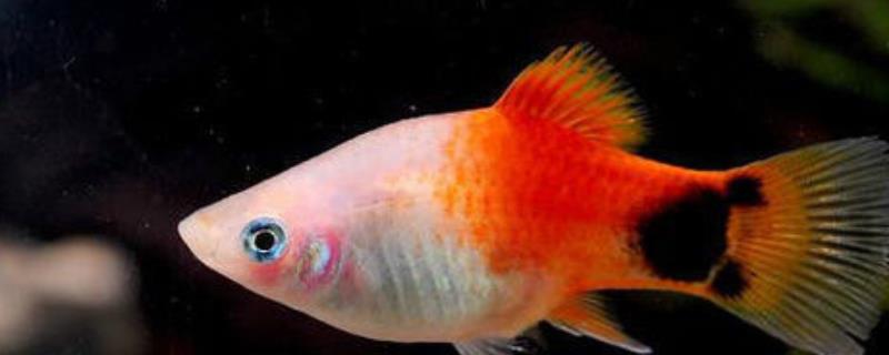 米奇鱼是热带鱼吗