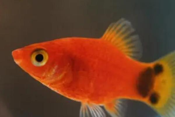 米奇鱼是热带鱼吗,属于热带淡水鱼