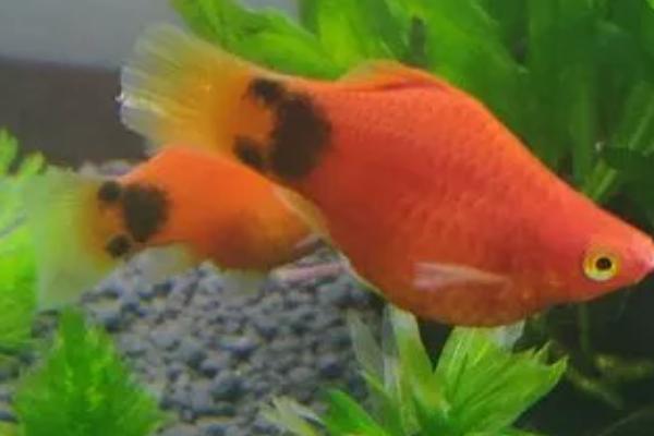 米奇鱼是热带鱼吗,属于热带淡水鱼