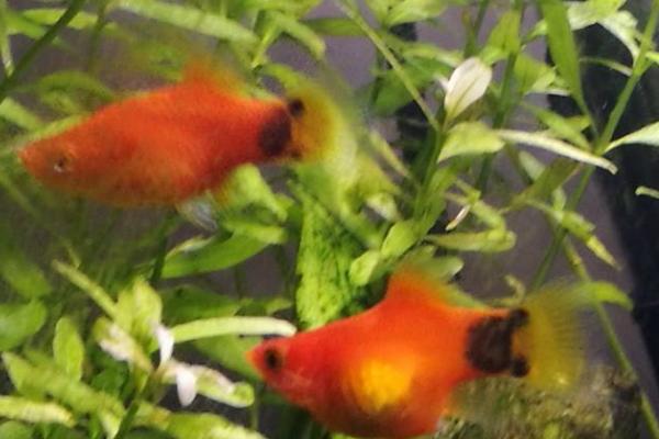 米奇鱼是热带鱼吗,属于热带淡水鱼