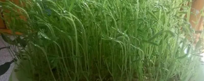 松柳苗栽培技术