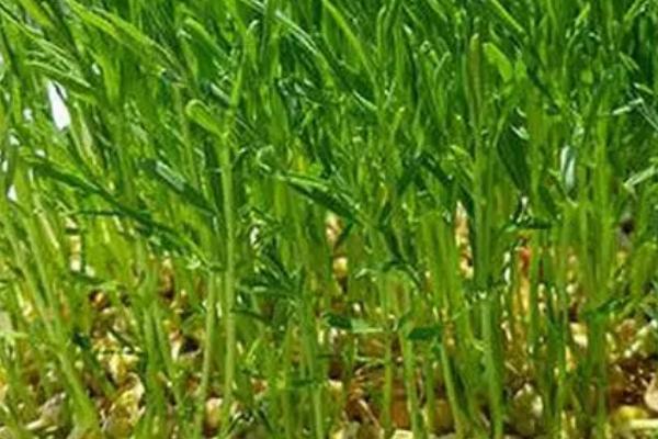 松柳苗栽培技术，种植前需浸种