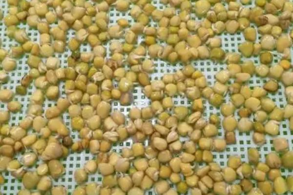 松柳苗栽培技术，种植前需浸种