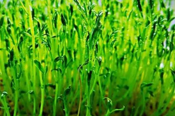 松柳苗栽培技术，种植前需浸种