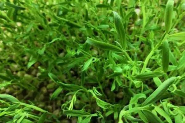 松柳苗栽培技术，种植前需浸种