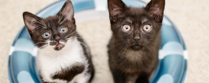 猫的爪子肉垫烂了是怎么回事