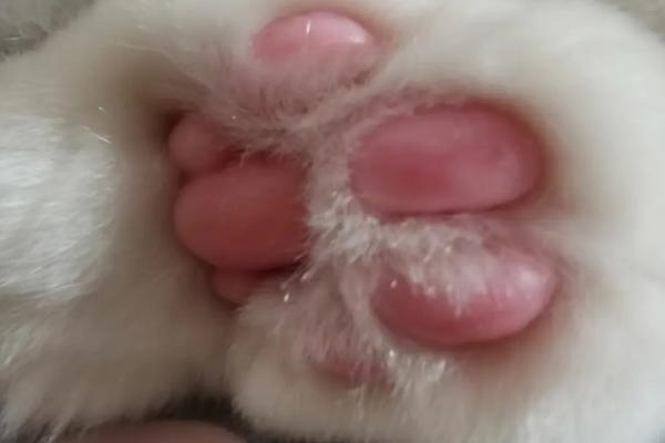 猫的爪子肉垫烂了是怎么回事，外伤或皮肤疾病均会导致