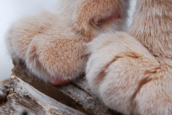 猫的爪子肉垫烂了是怎么回事，外伤或皮肤疾病均会导致