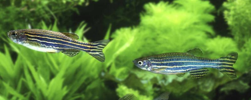 斑马鱼多大可以繁殖