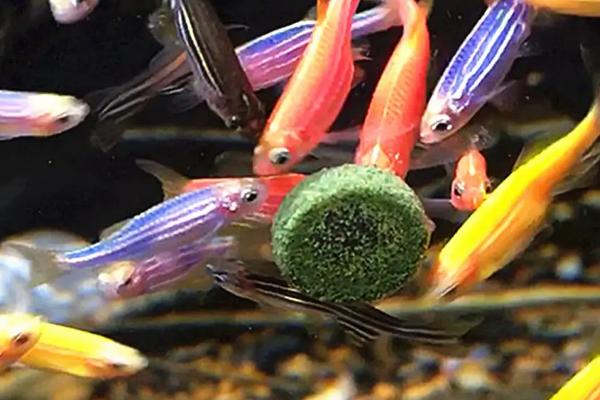 斑马鱼多大可以繁殖,6个月左右繁殖效果好