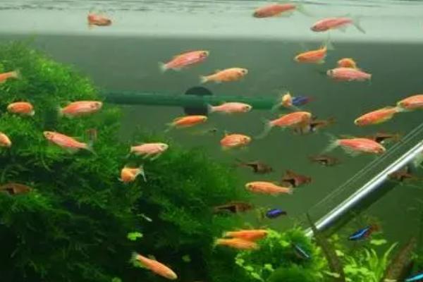 斑马鱼多大可以繁殖,6个月左右繁殖效果好