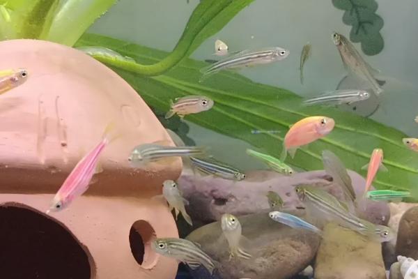 斑马鱼多大可以繁殖,6个月左右繁殖效果好