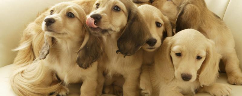 狗狗拉稀带血的原因