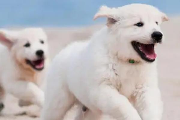 狗狗拉稀带血的原因，可能是胃肠道被尖锐异物划伤所导致