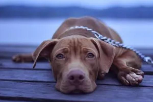 狗狗拉稀带血的原因，可能是胃肠道被尖锐异物划伤所导致