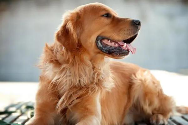 狗狗拉稀带血的原因，可能是胃肠道被尖锐异物划伤所导致