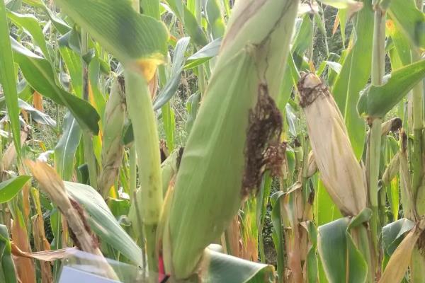 苏玉902玉米品种的特性,普通玉米品种