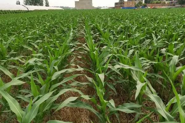 先玉1980玉米种子特点,适宜密度每亩4200株左右