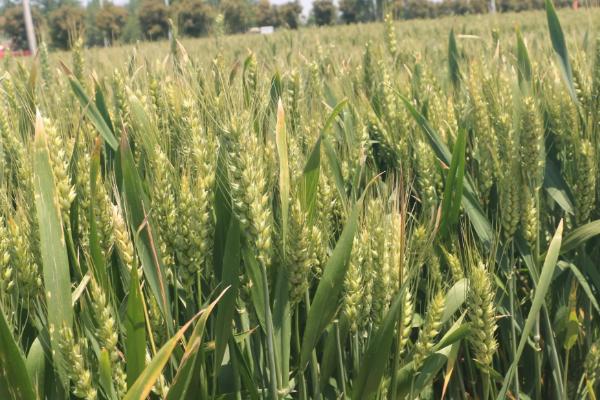 宁洪麦237小麦种简介，每亩有效穗42.4万