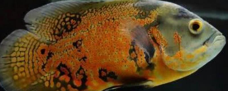 地图鱼对水质要求高吗