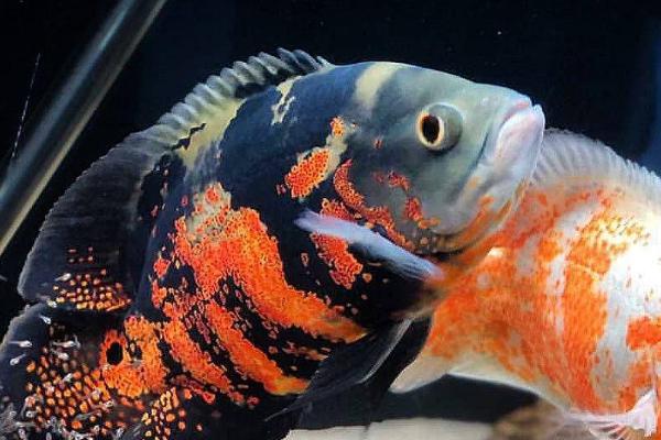 地图鱼对水质要求高吗,对水质的要求不高