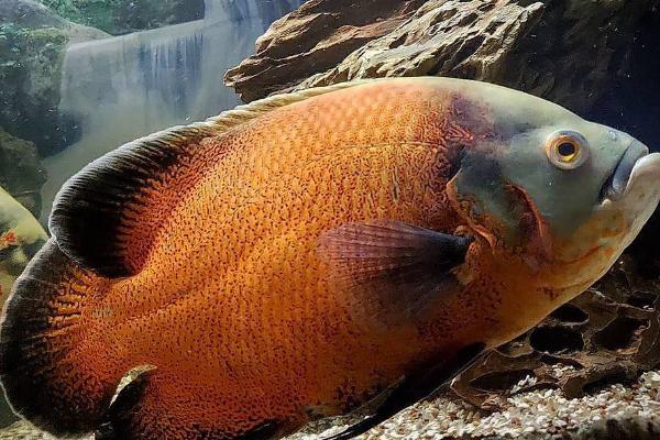 地图鱼对水质要求高吗,对水质的要求不高