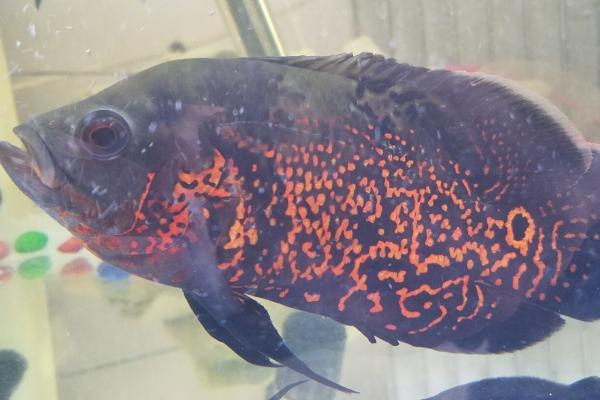 地图鱼对水质要求高吗,对水质的要求不高