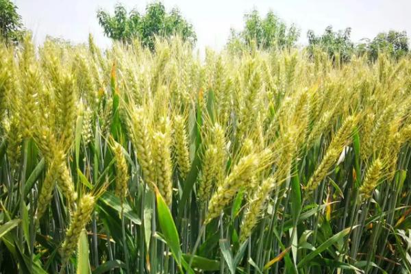 宁红麦199小麦品种简介,每亩有效穗31.5万