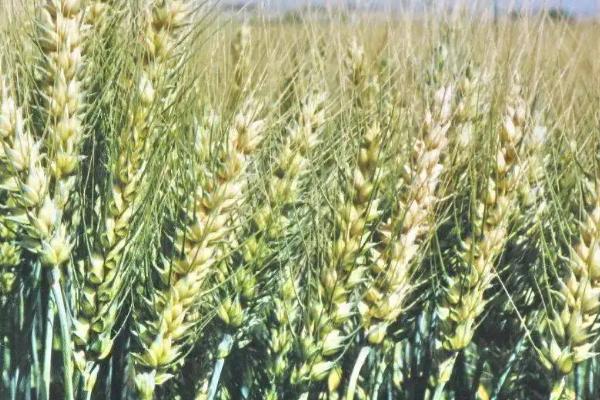 盐麦1903小麦种简介，推迟播种或中低产田适当增加