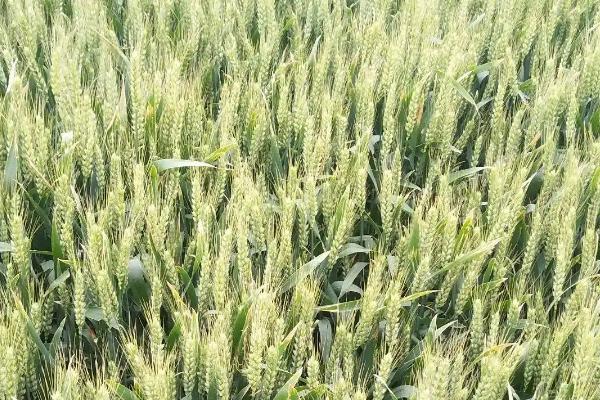 宁麦36小麦种简介,基本苗适期播种每亩15万左右