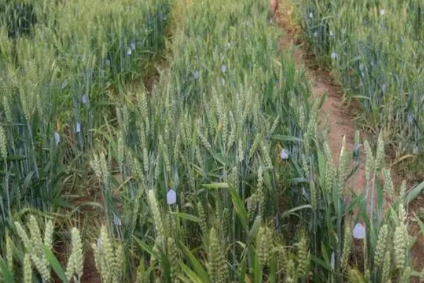 宁麦36小麦种简介,基本苗适期播种每亩15万左右